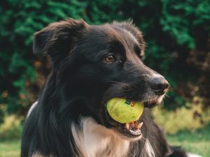a black dog with a yellow tennis ball in mouth