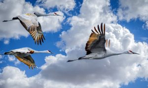 three migrating birds
