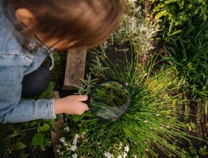 a child holding a magnifying glass over a plant