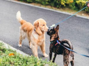 two dogs on leash