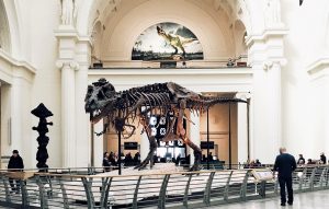 dinosaur fossil display at Field Museum